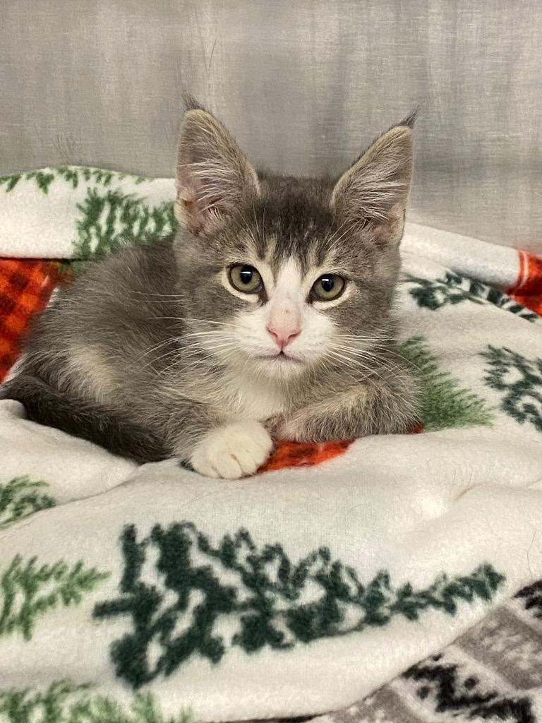 Enlarge Jack, a Adoptable mixed breed in Grants Pass, OR image 3/3