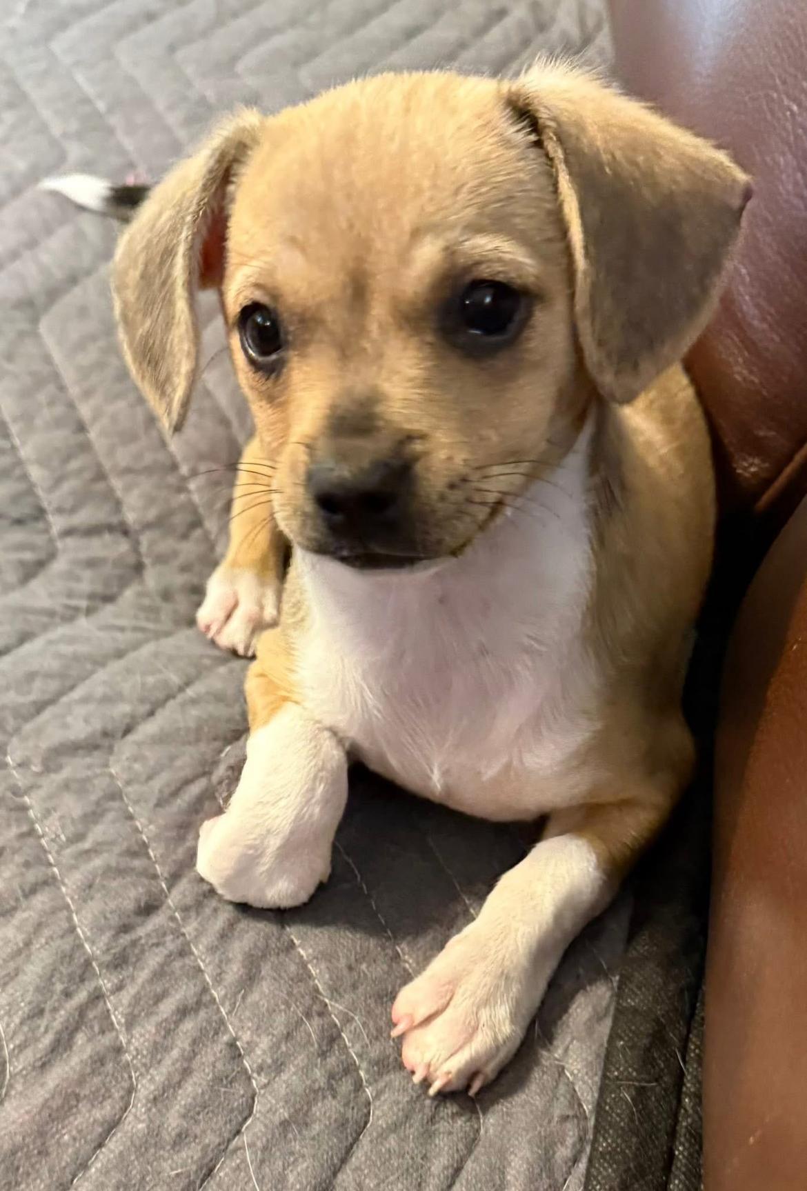 Latte, a ADOPTABLE Chihuahua in Gulfport, FL image 1/6