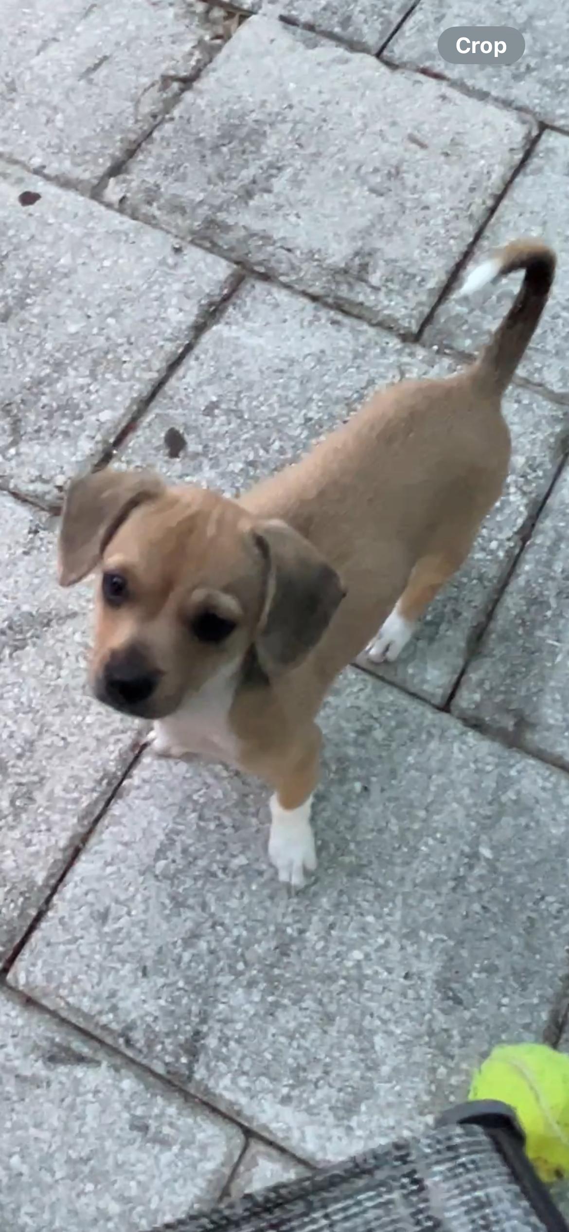 Latte, a ADOPTABLE Chihuahua in Gulfport, FL image 2/6