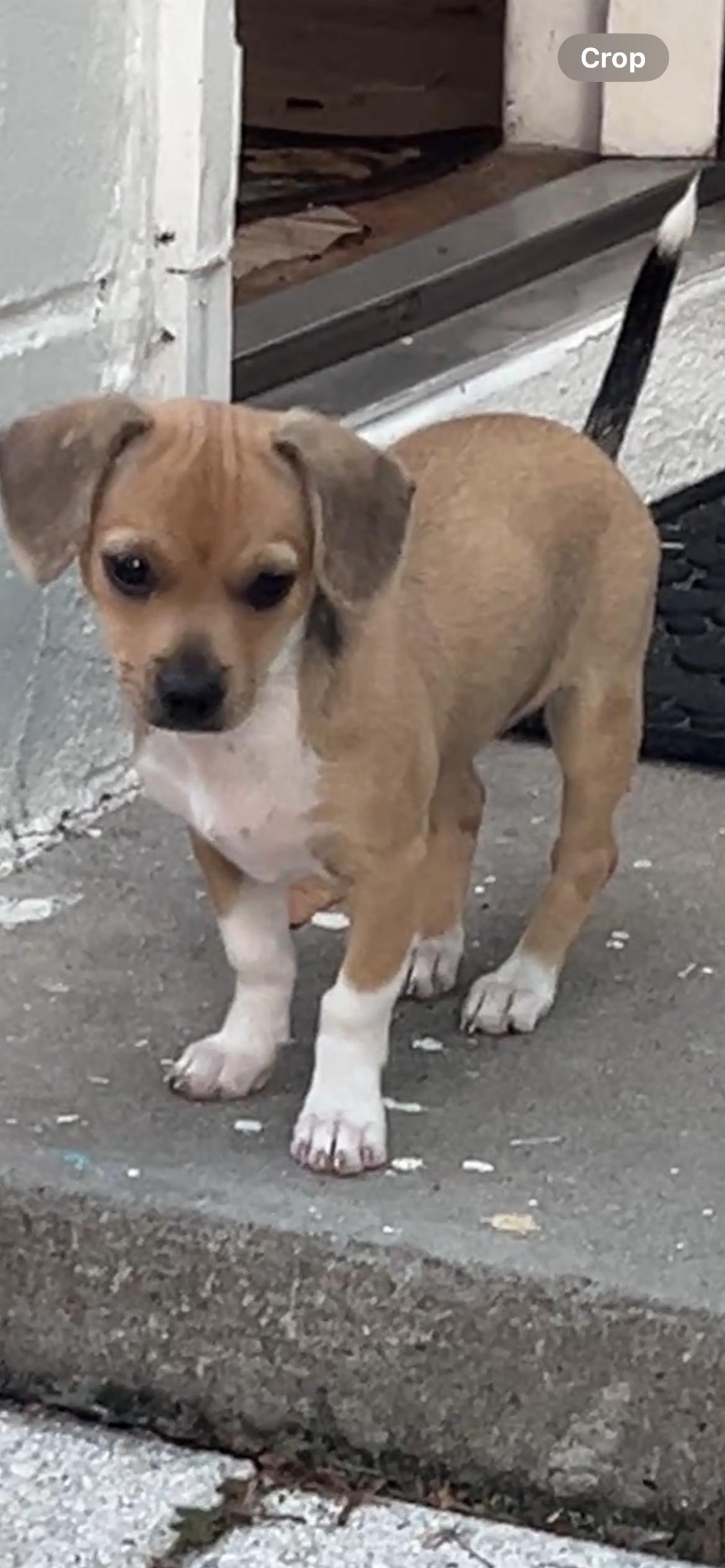 Latte, a ADOPTABLE Chihuahua in Gulfport, FL image 3/6