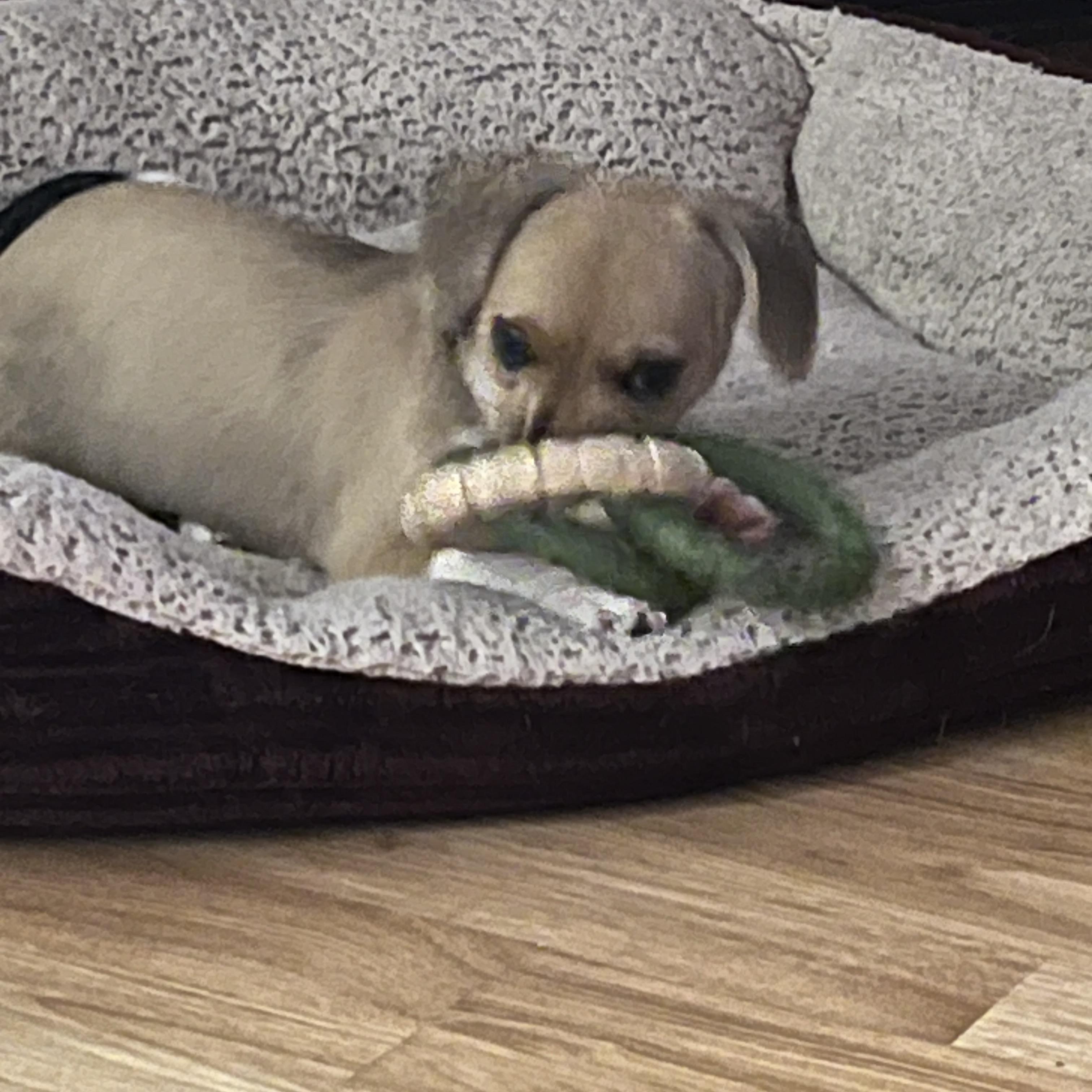 Latte, a ADOPTABLE Chihuahua in Gulfport, FL image 4/6