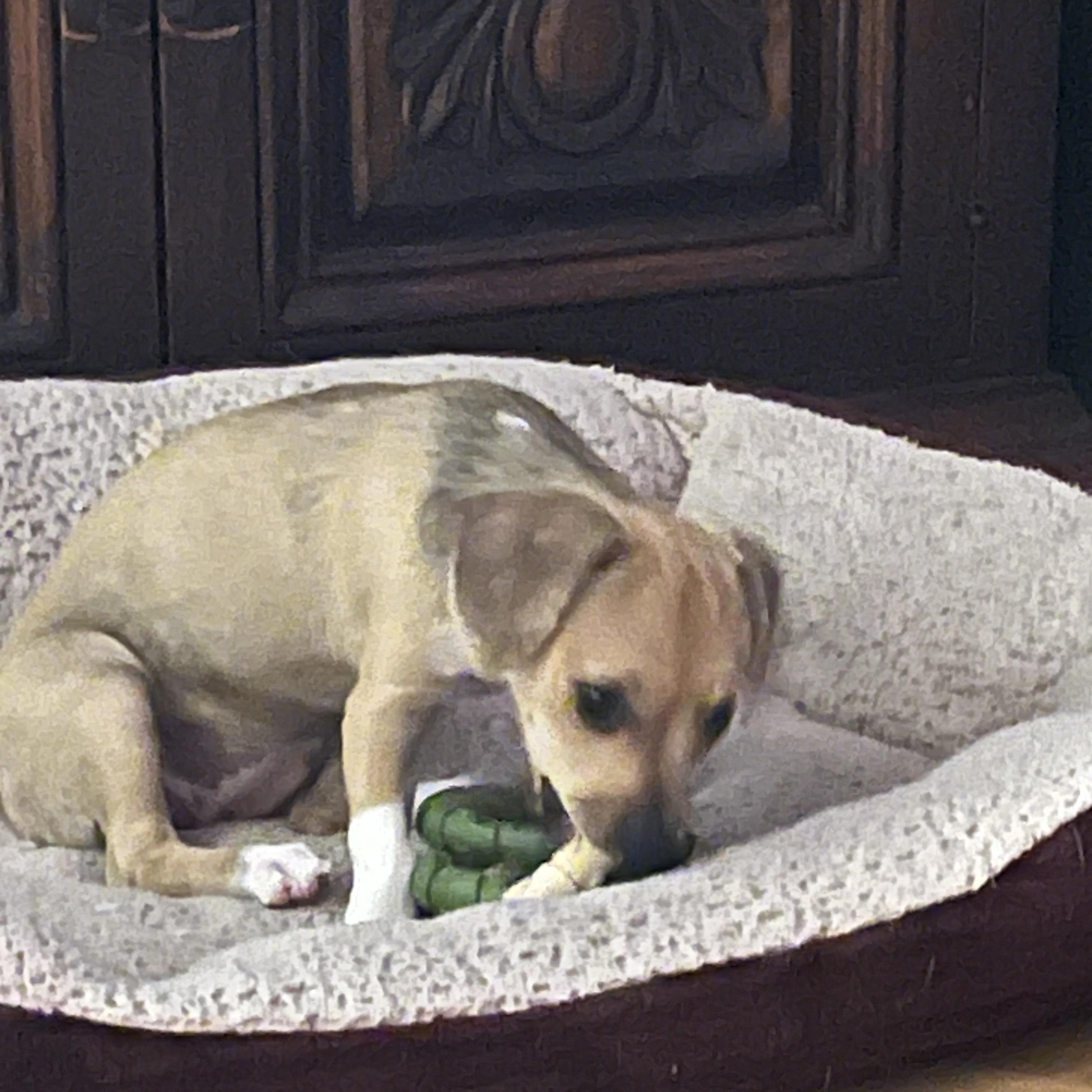 Latte, a ADOPTABLE Chihuahua in Gulfport, FL image 5/6