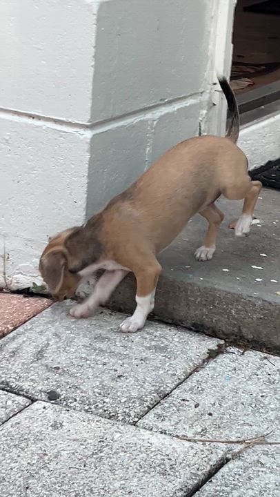 Enlarge Latte, a ADOPTABLE Chihuahua in Gulfport, FL video 6/6