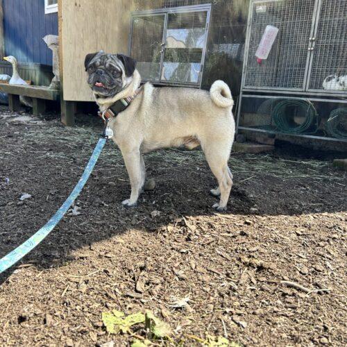 Enlarge Harold, a Adoptable Pug in Seattle, WA image 2/6