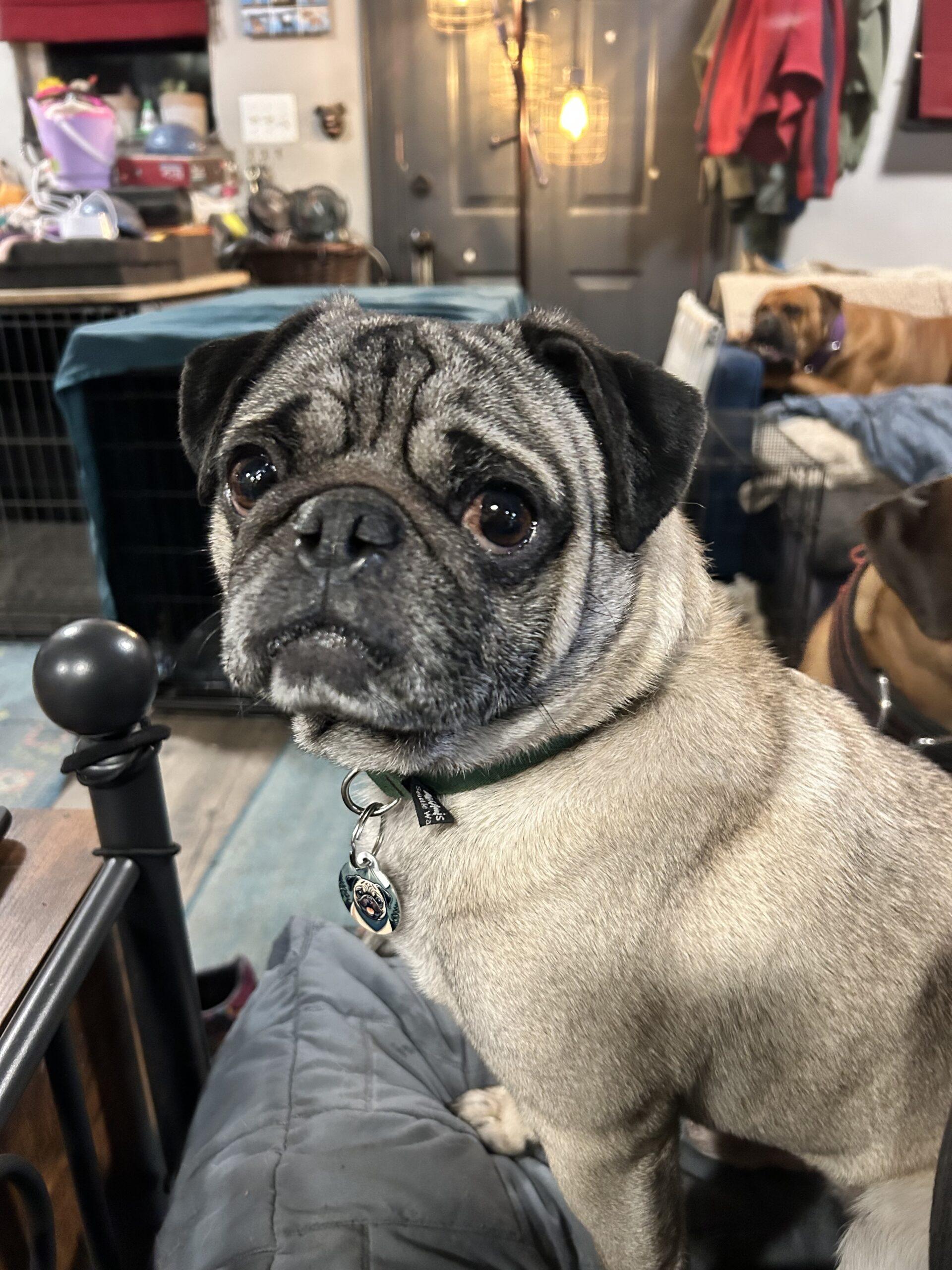 Enlarge Harold, a Adoptable Pug in Seattle, WA image 3/6