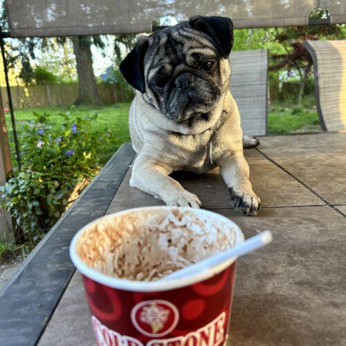 Enlarge Harold, a Adoptable Pug in Seattle, WA image 4/6