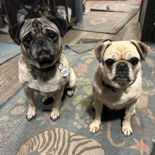 Enlarge Harold, a Adoptable Pug in Seattle, WA image 5/6