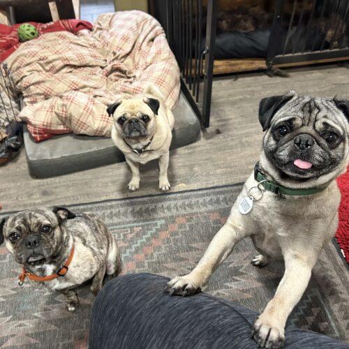 Enlarge Harold, a Adoptable Pug in Seattle, WA image 6/6