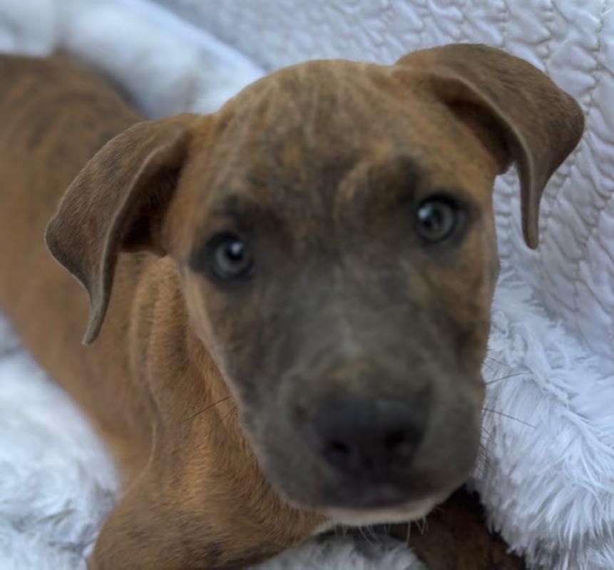 Wally, Adoptable, Puppy Male American Bulldog & Boxer.