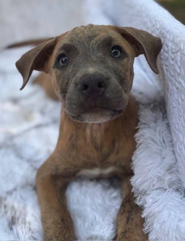 Enlarge Wally, a Adoptable mixed breed in Watertown, CT image 2/4