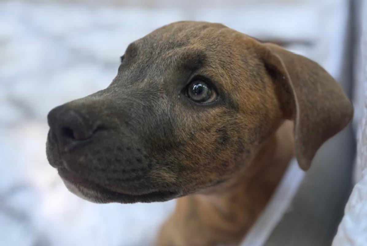 Enlarge Wally, a Adoptable mixed breed in Watertown, CT image 3/4