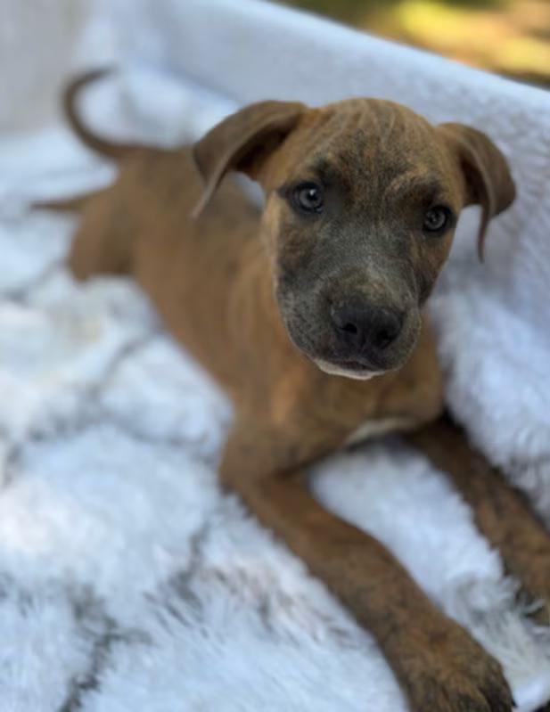 Enlarge Wally, a Adoptable mixed breed in Watertown, CT image 4/4