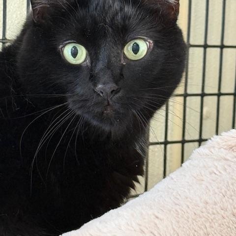 Chloe, Adoptable, Adult Female Domestic Short Hair.