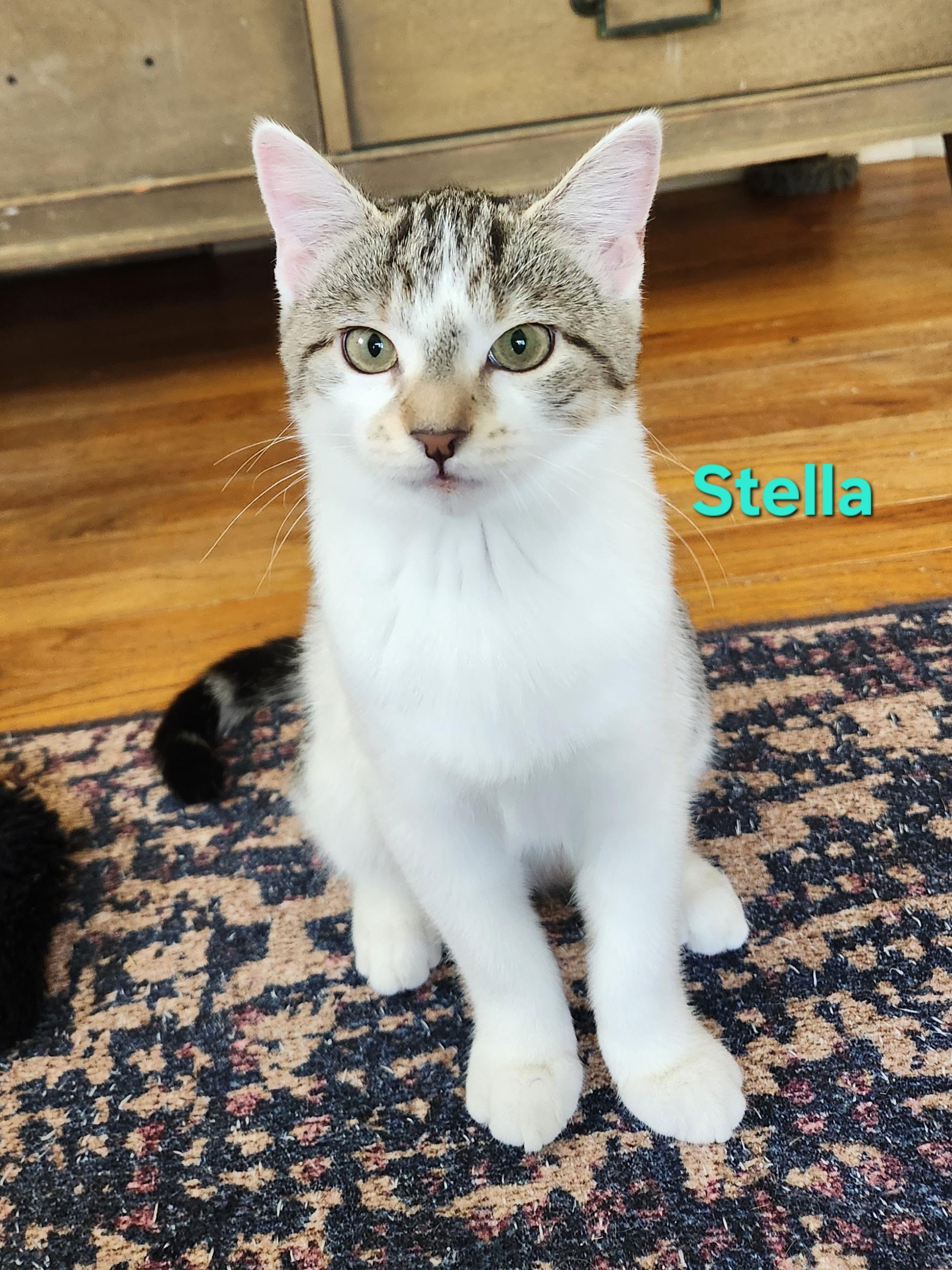 Stella, an adopted Domestic Short Hair in Warminster, PA image 1/4