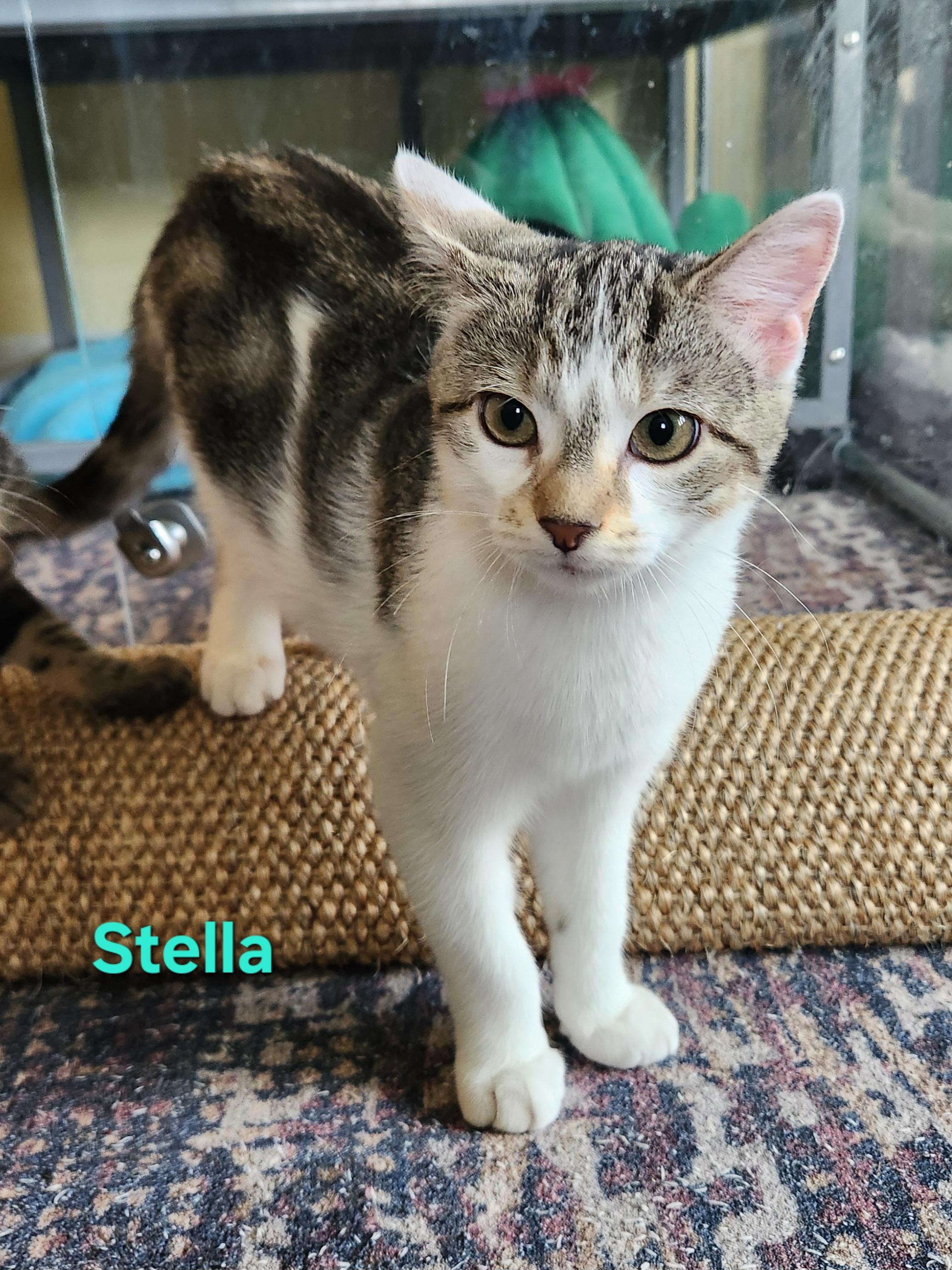 Stella, an adopted Domestic Short Hair in Warminster, PA image 2/4
