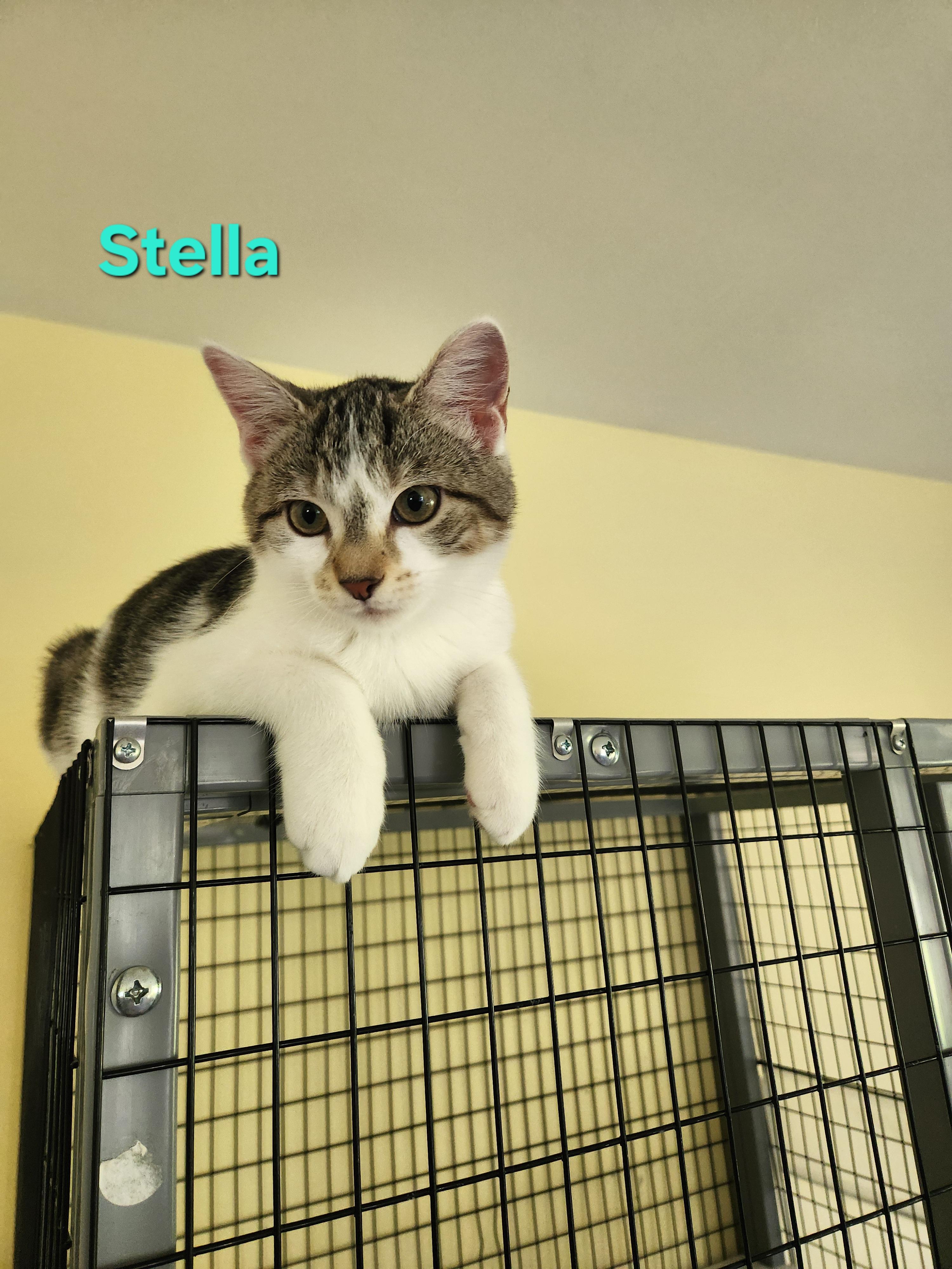Stella, an adopted Domestic Short Hair in Warminster, PA image 3/4