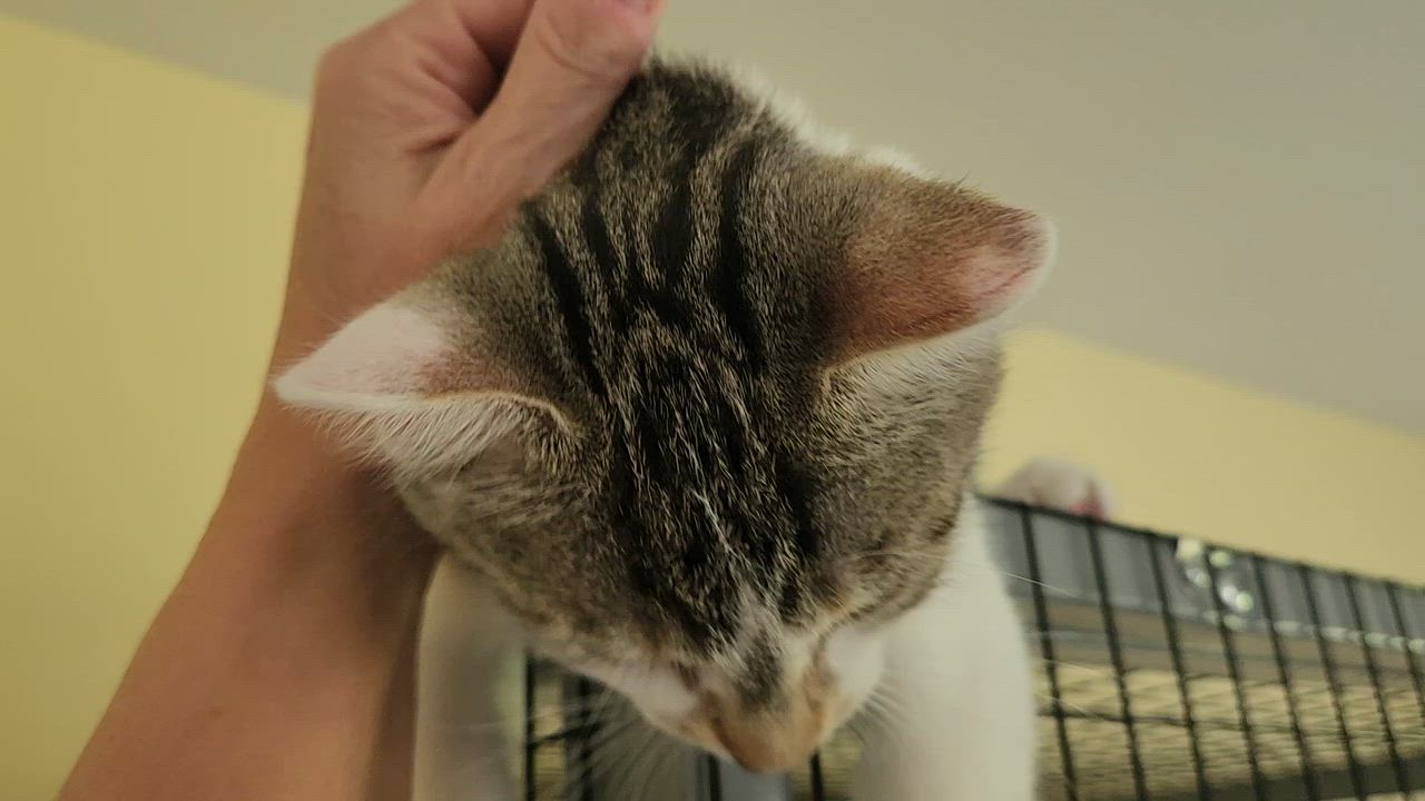 Enlarge Stella, an adopted Domestic Short Hair in Warminster, PA video 4/4