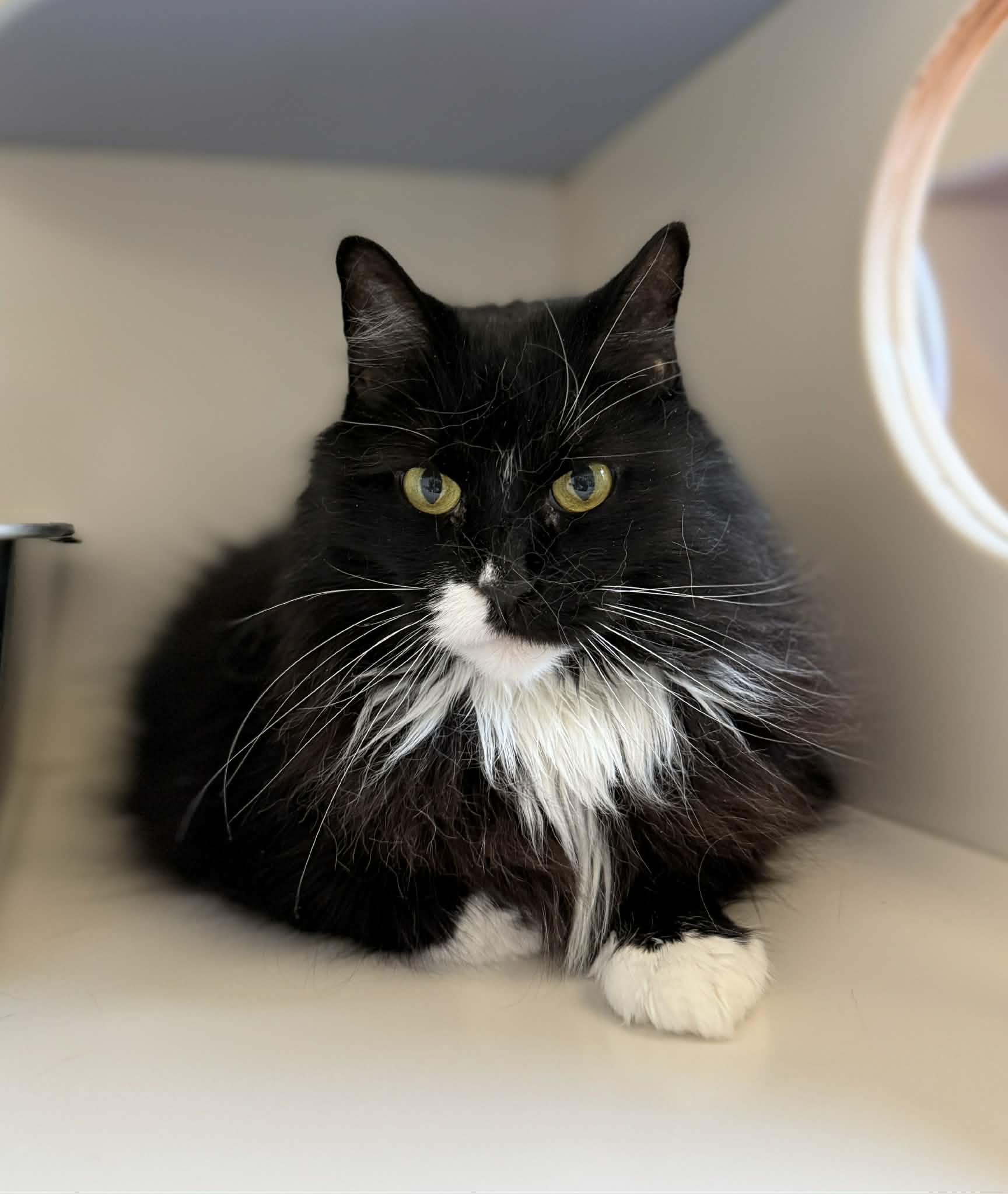 JJ, Adoptable, Senior Male Domestic Long Hair.