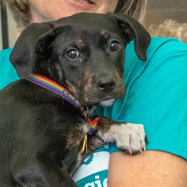 WINNIE, Adoptable, Puppy Female Australian Shepherd & Mixed Breed.