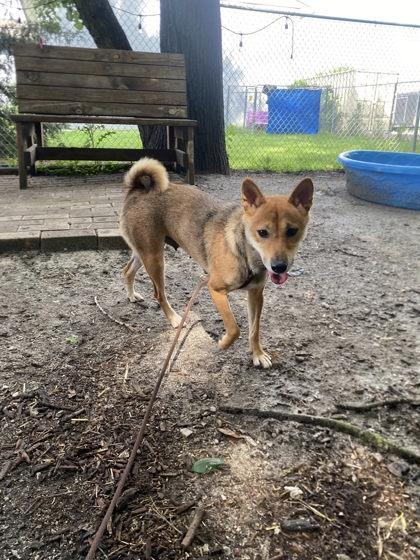 Sheba, a Adoptable mixed breed in Hobart, IN image 1/2
