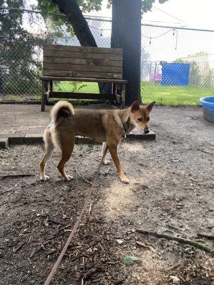 Sheba, a Adoptable mixed breed in Hobart, IN image 2/2