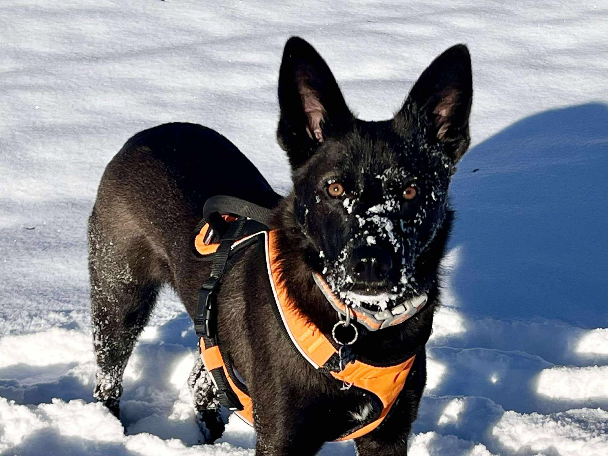 Bennie, a ADOPTABLE mixed breed in Wixom, MI image 1/6