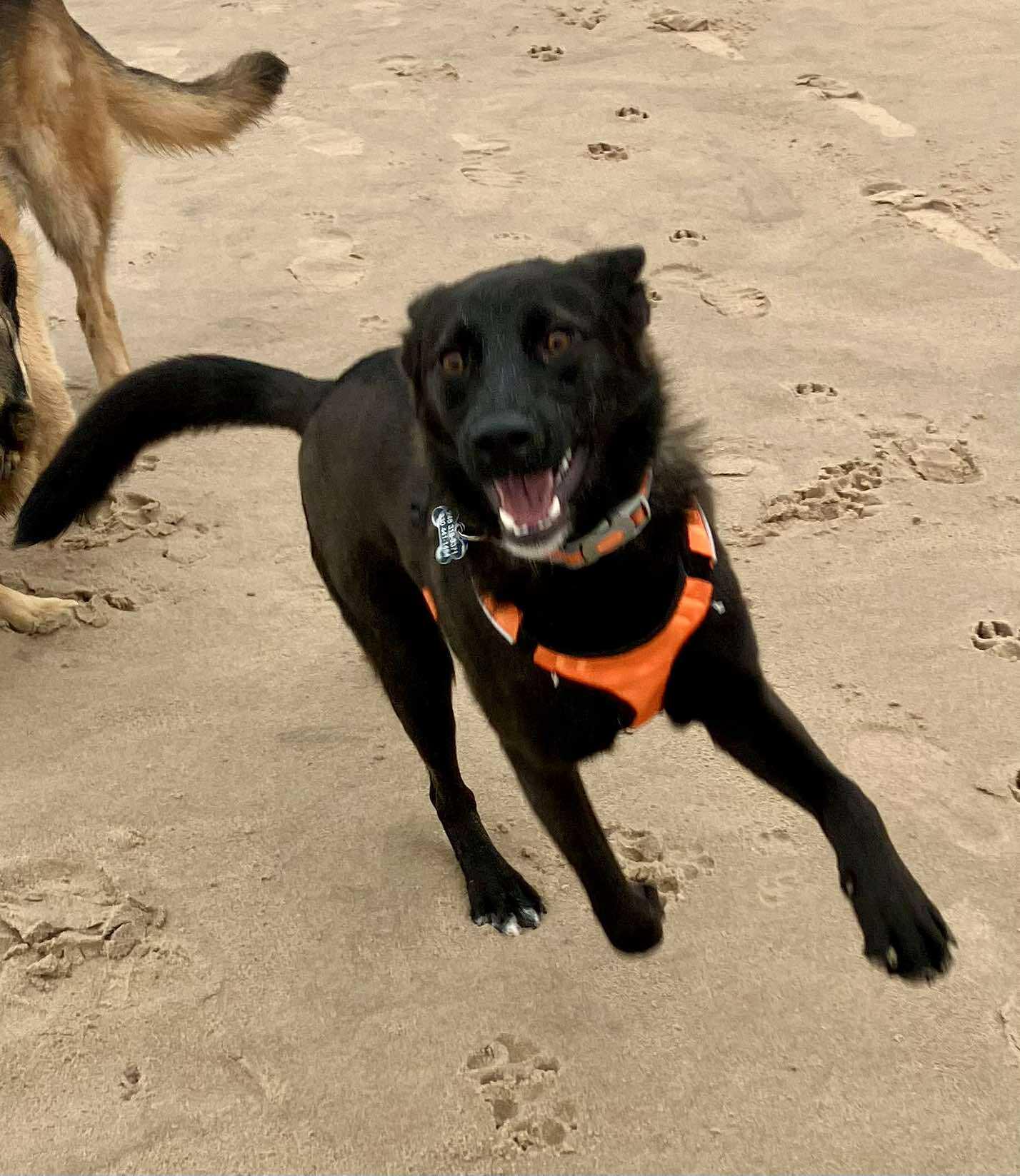 Bennie, a ADOPTABLE mixed breed in Wixom, MI image 3/6