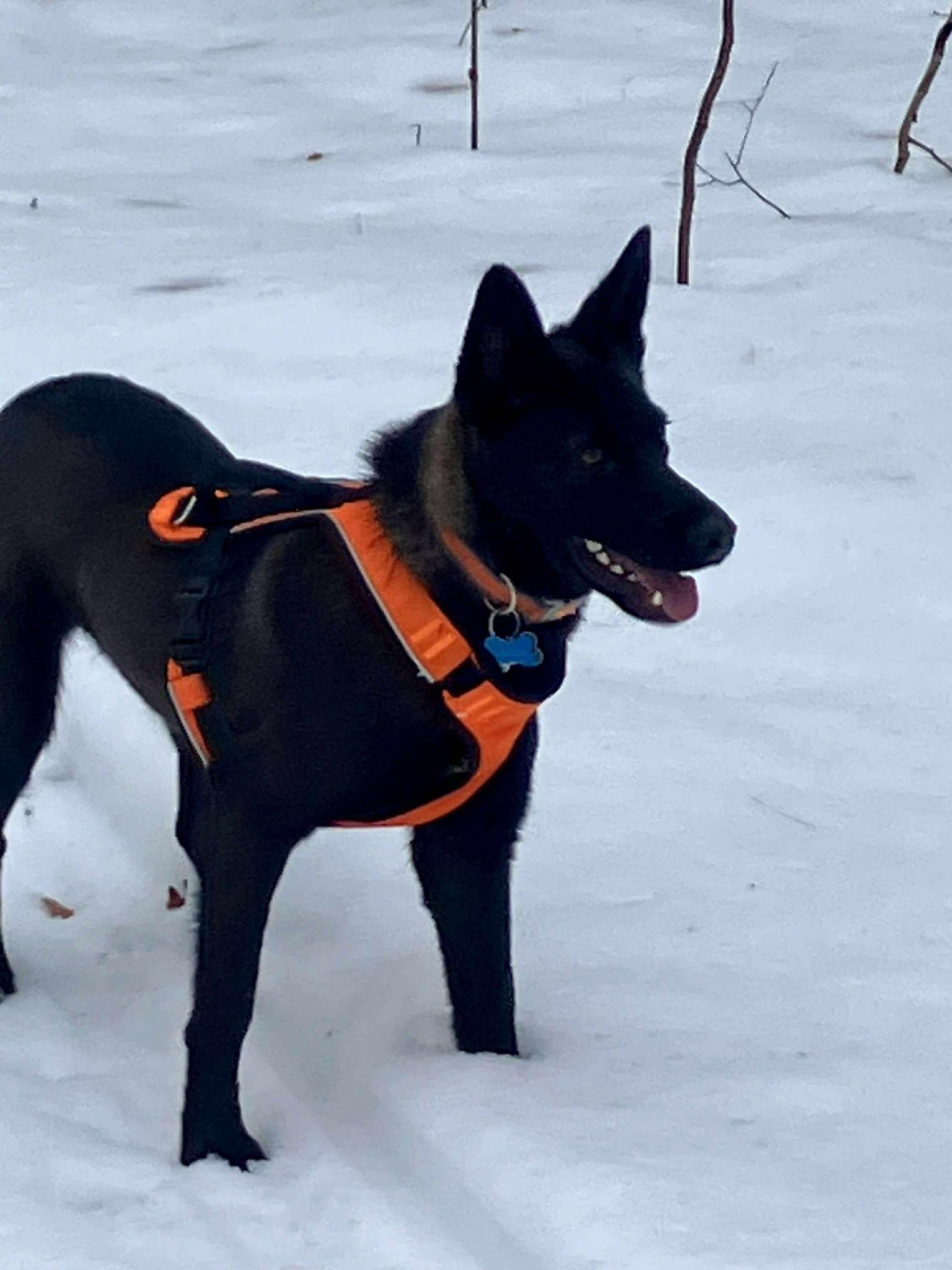 Bennie, a ADOPTABLE mixed breed in Wixom, MI image 4/6