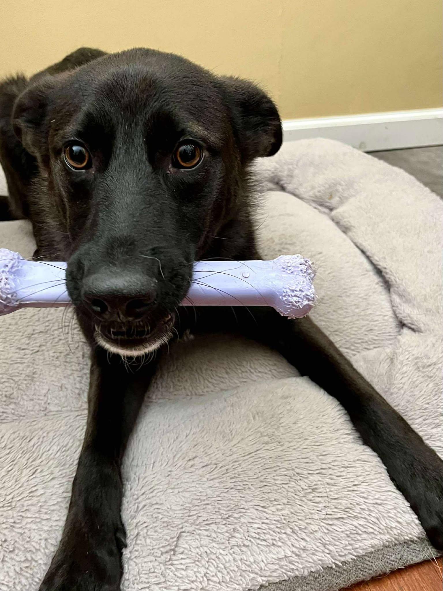 Bennie, a ADOPTABLE mixed breed in Wixom, MI image 5/6