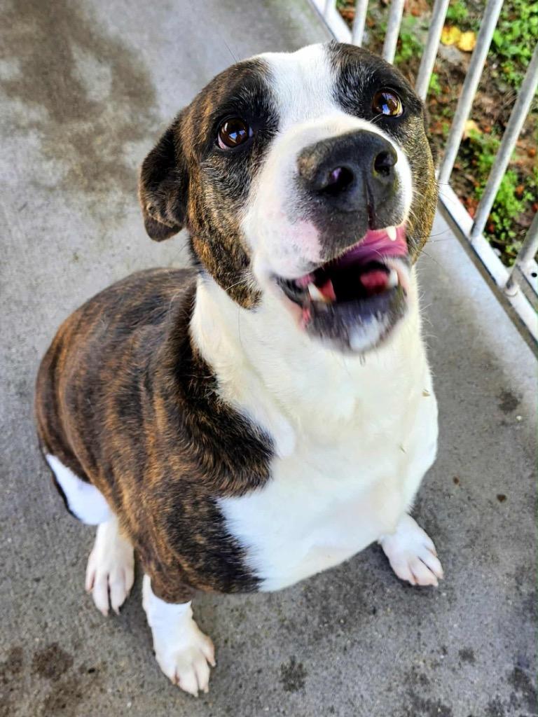 Piper, a Adoptable mixed breed in Shelbyville, TN image 1/6