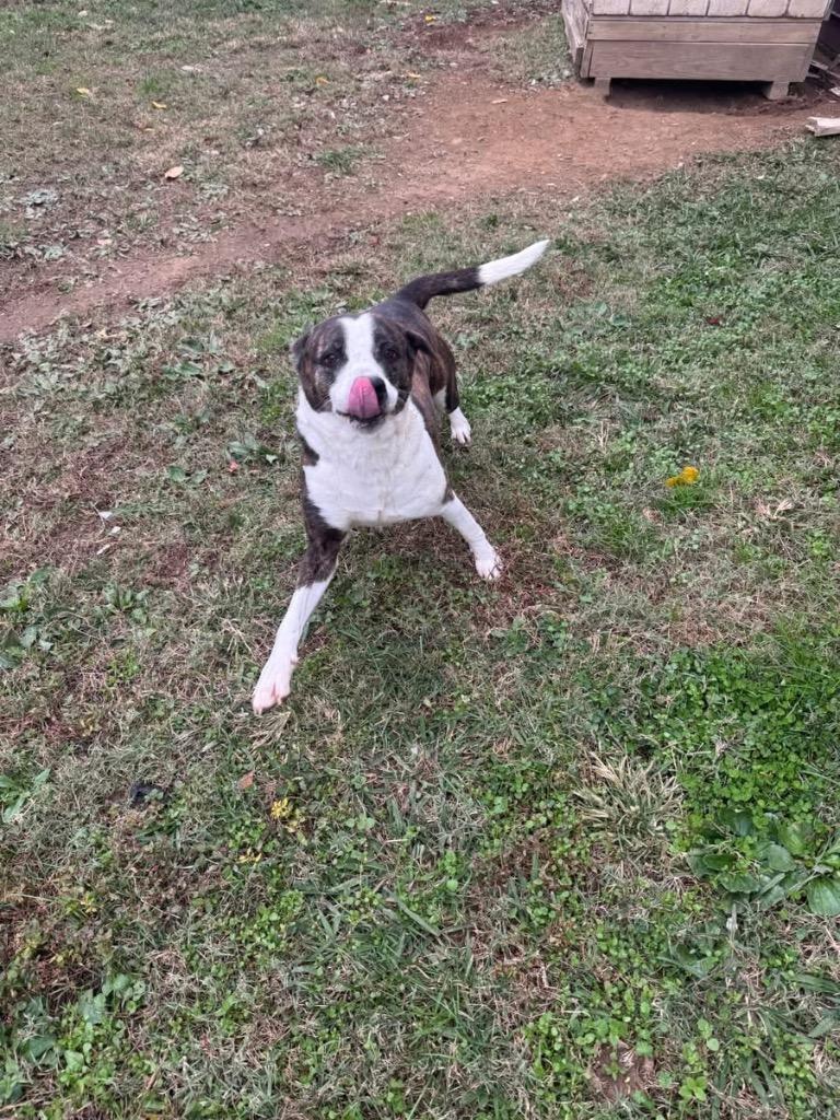 Piper, Adoptable, Adult Female Mixed Breed.