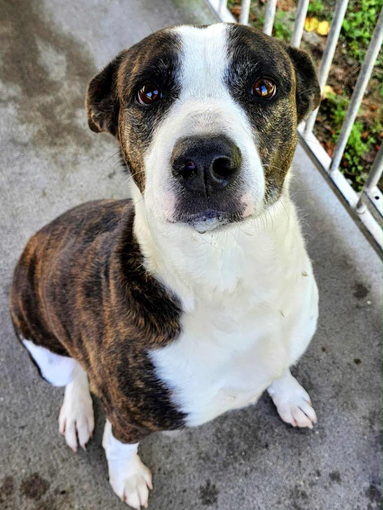 Piper, a Adoptable mixed breed in Shelbyville, TN image 2/6