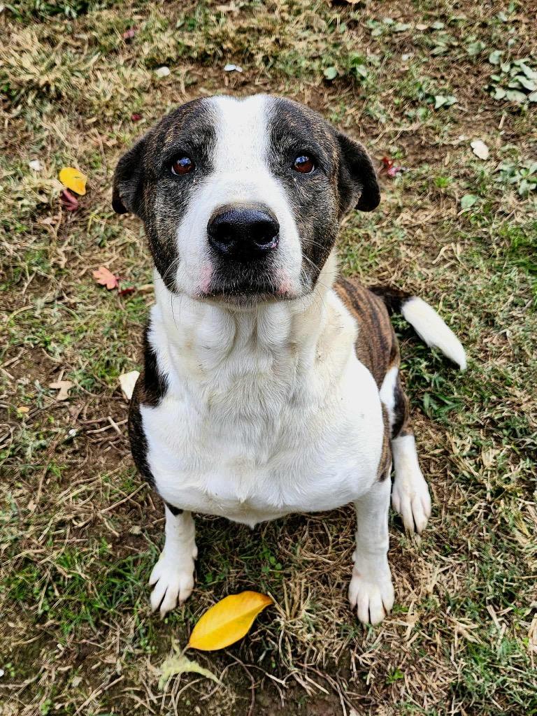 Piper, a Adoptable mixed breed in Shelbyville, TN image 3/6