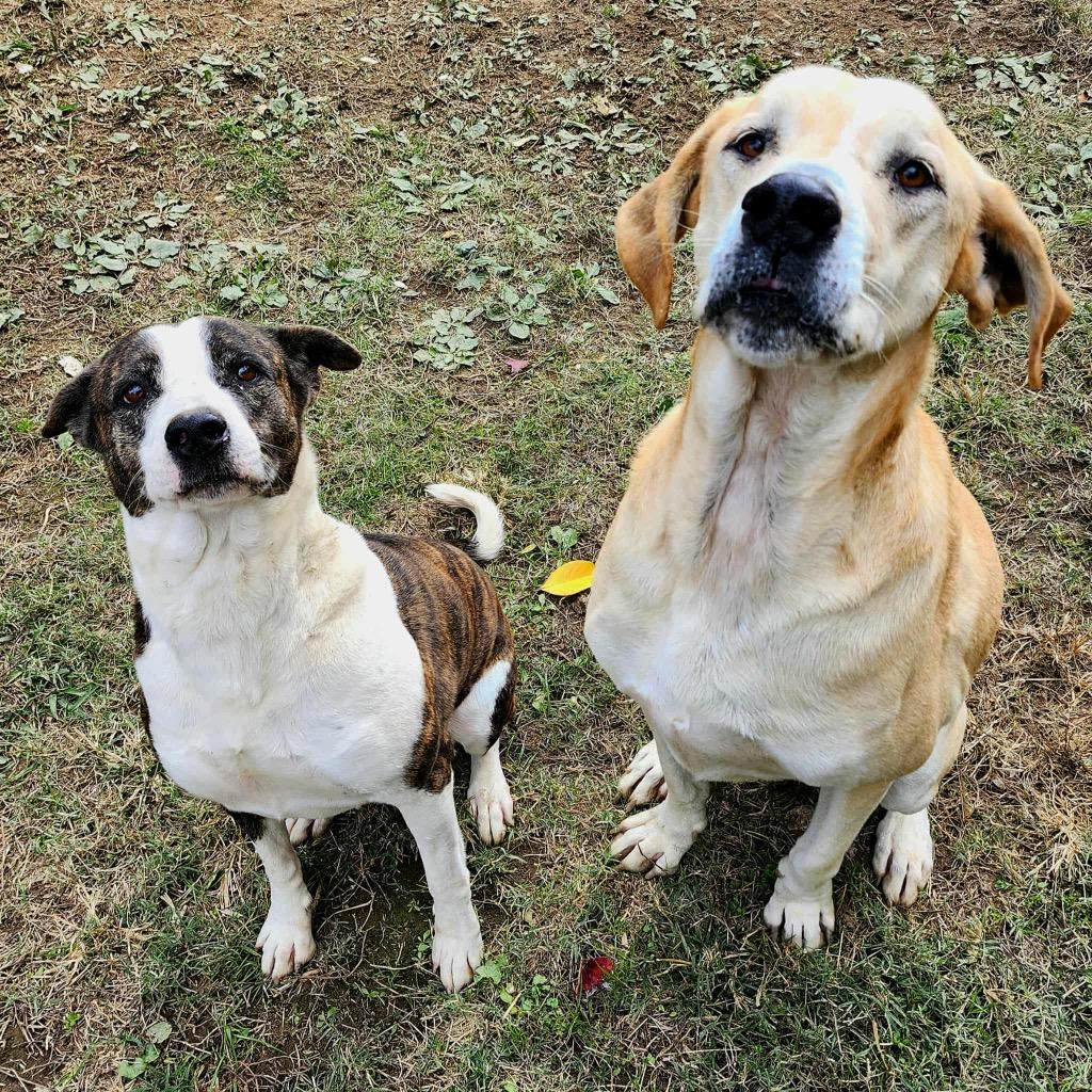 Piper, a Adoptable mixed breed in Shelbyville, TN image 3/6