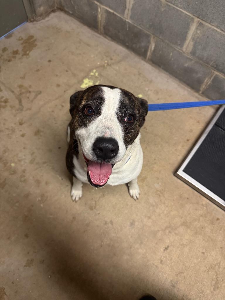 Piper, a Adoptable mixed breed in Shelbyville, TN image 5/6