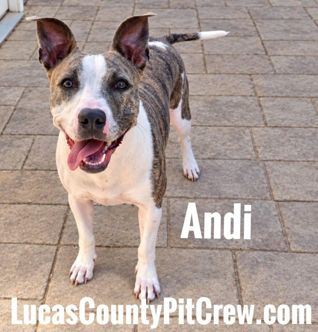 Andi photo