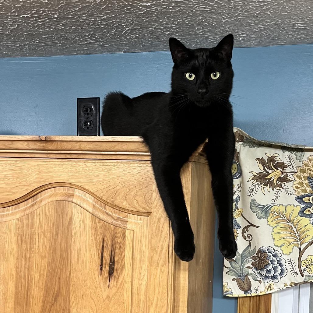 Pennywise / Circle K, Adoptable, Adult Male Domestic Short Hair.