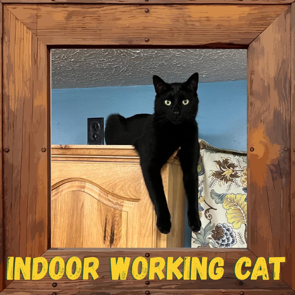 Pennywise / Circle K, a Adoptable Domestic Short Hair in Greenfield, IN image 2/4