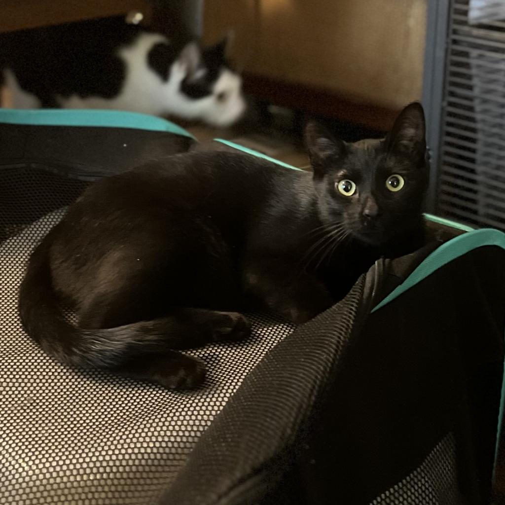 Pennywise / Circle K, a Adoptable Domestic Short Hair in Greenfield, IN image 3/4