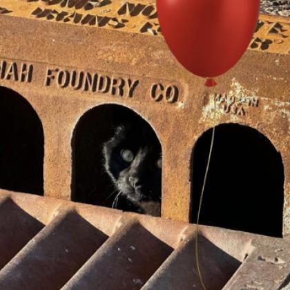 Pennywise / Circle K, a Adoptable Domestic Short Hair in Greenfield, IN image 4/4