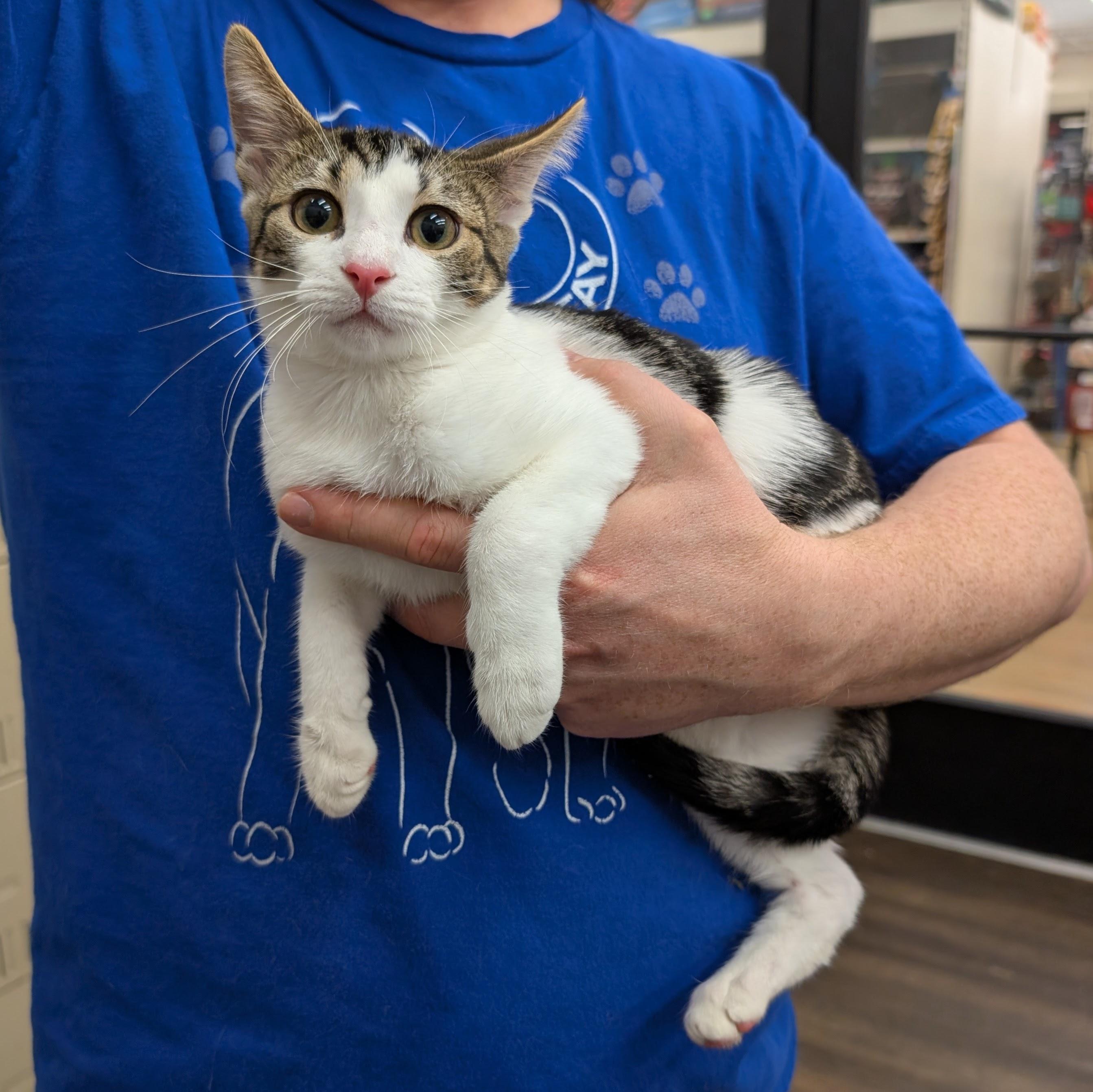 Cherry, Adoptable, Young Female Domestic Short Hair.