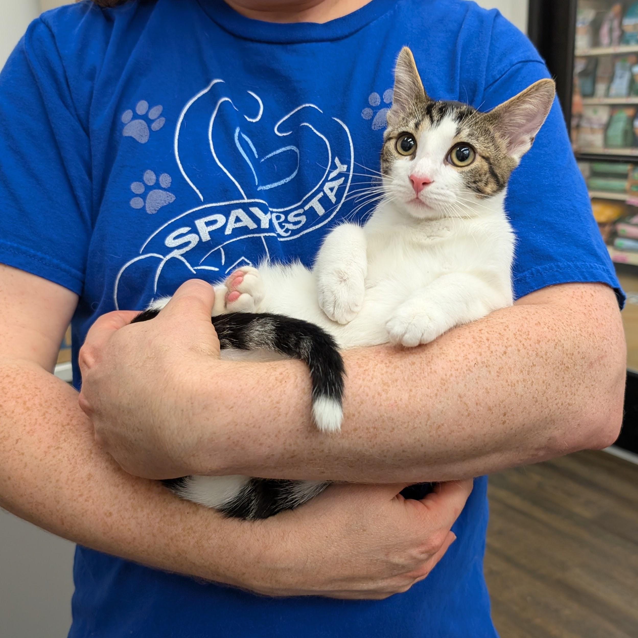 Enlarge Cherry, a Adoptable Domestic Short Hair in Grayslake, IL image 2/4