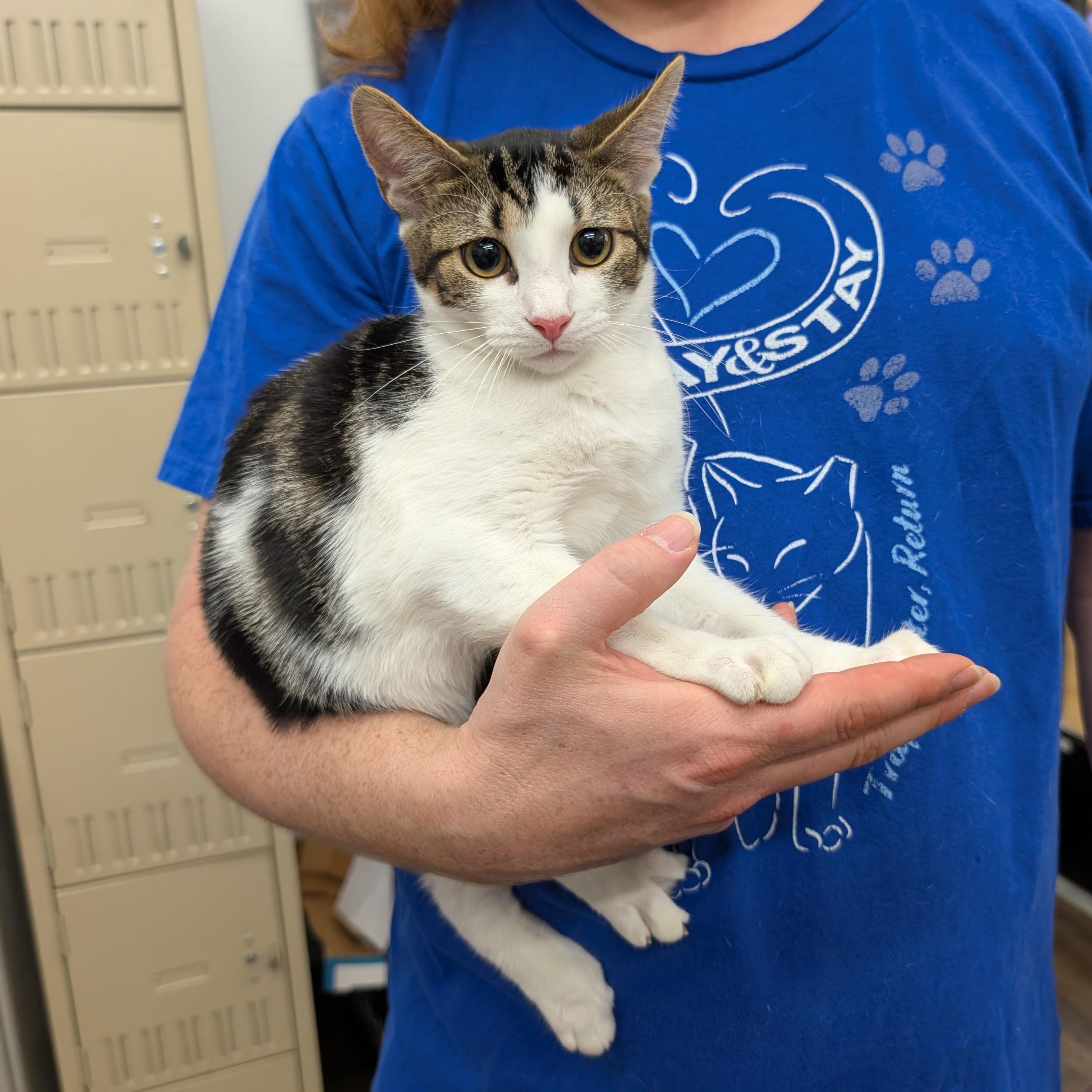 Enlarge Cherry, a Adoptable Domestic Short Hair in Grayslake, IL image 3/4