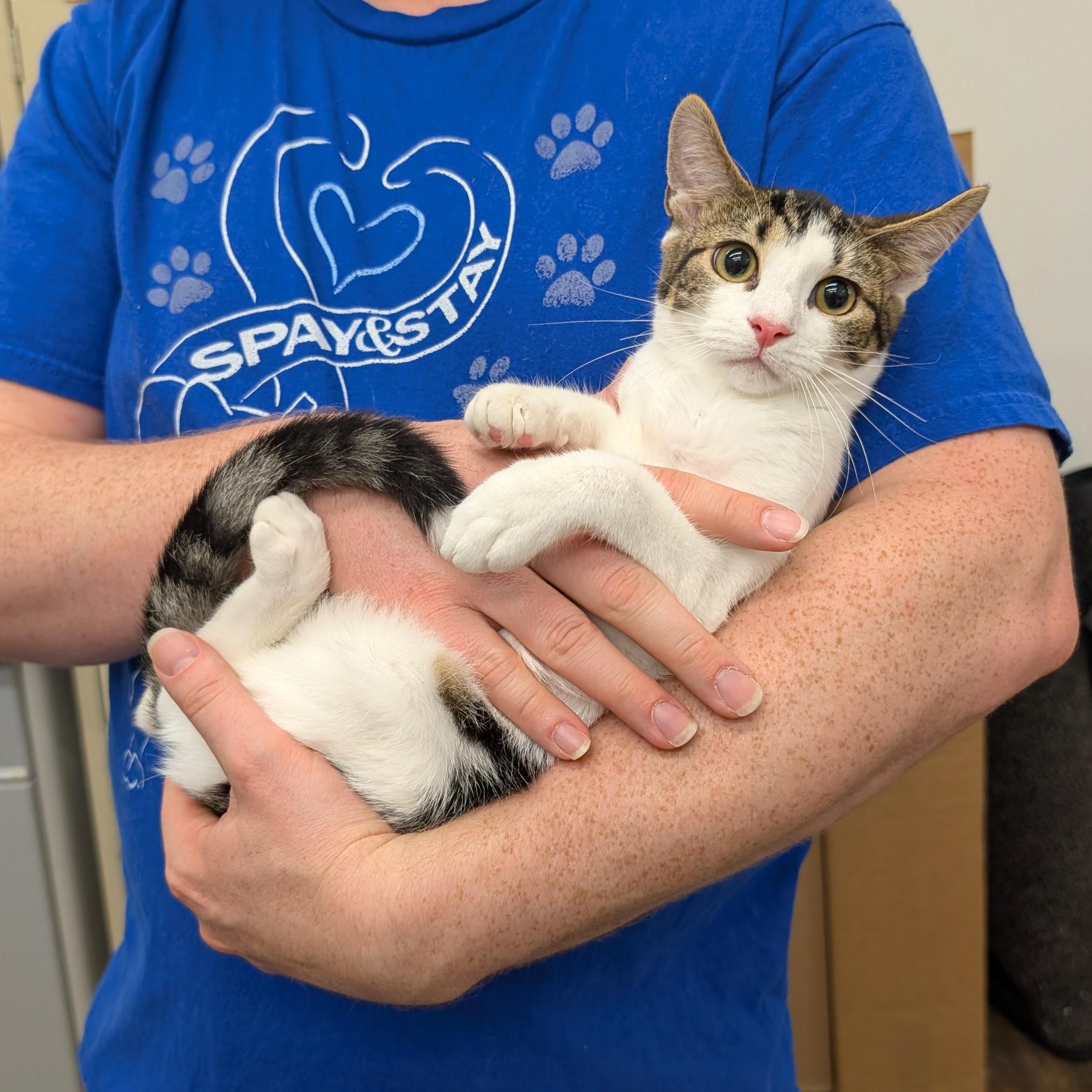 Enlarge Cherry, a Adoptable Domestic Short Hair in Grayslake, IL image 4/4