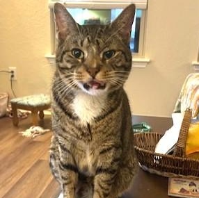 Smush (SH), adopted, Adult Male American Shorthair.