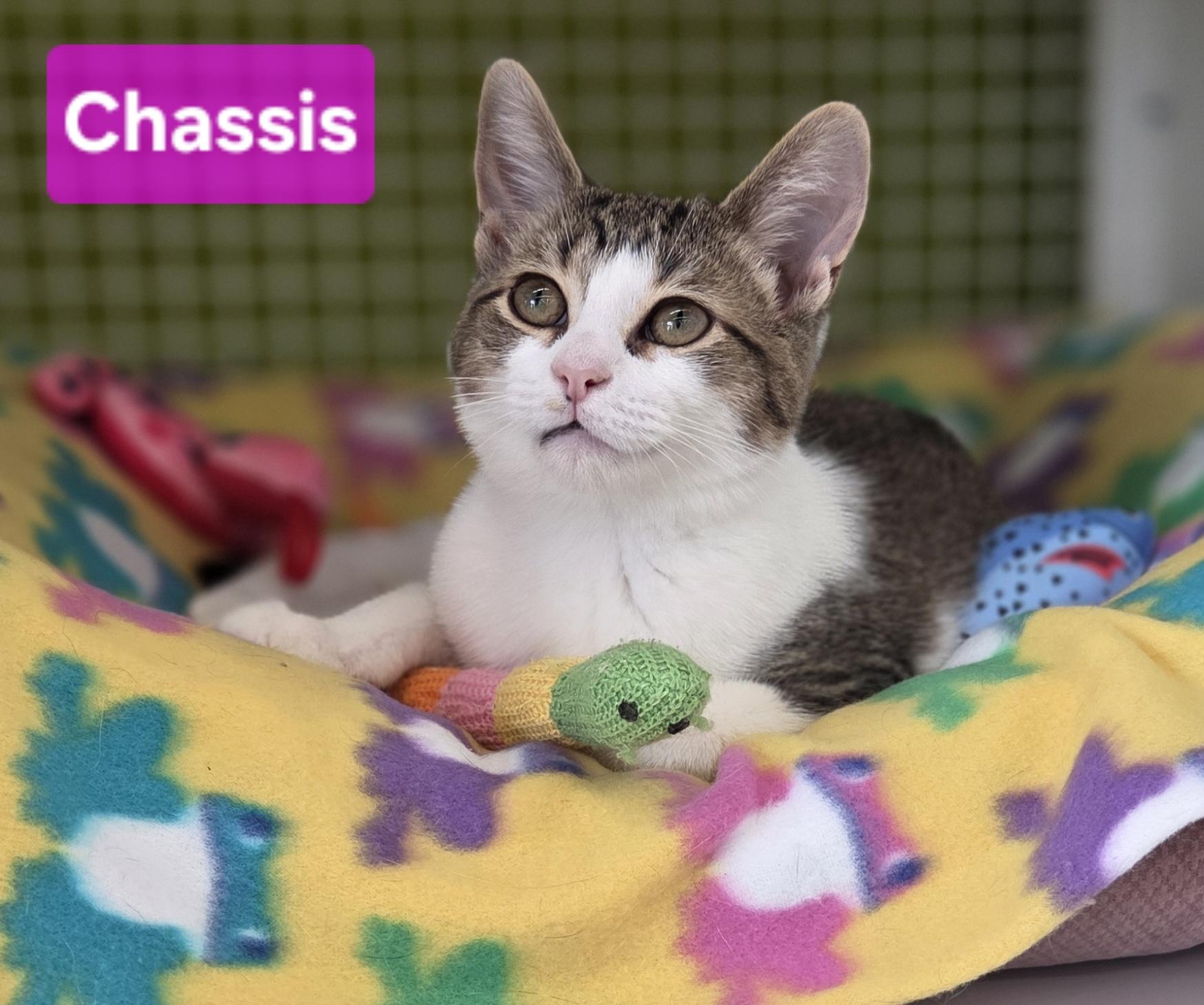 Enlarge Chassis, a Adopted Domestic Short Hair in Brighton, MI image 3/5