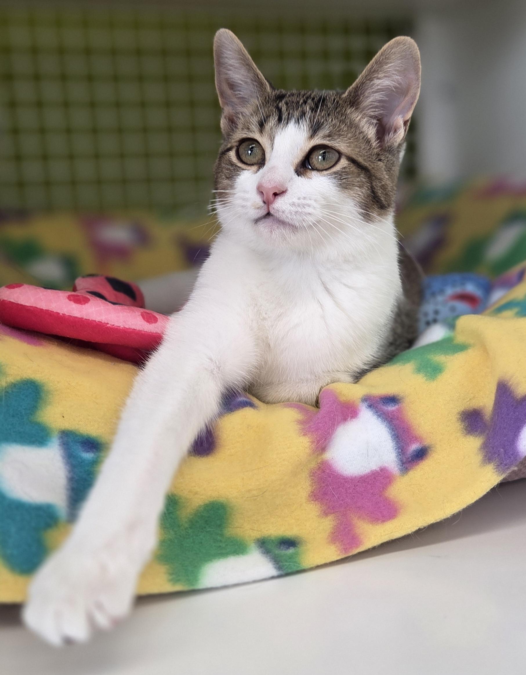 Enlarge Chassis, a ADOPTABLE Domestic Short Hair in Brighton, MI image 2/6