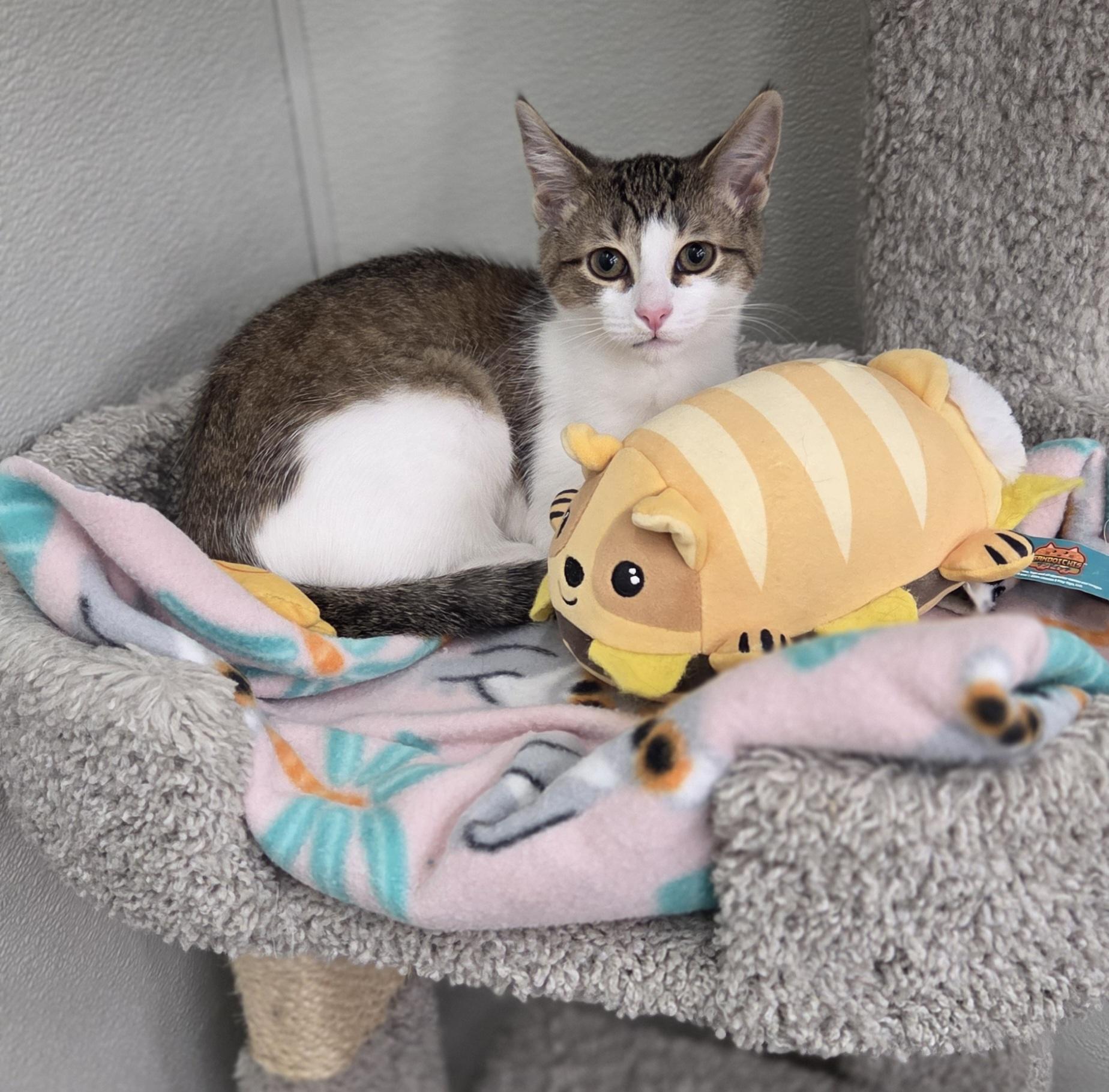 Enlarge Chassis, a ADOPTABLE Domestic Short Hair in Brighton, MI image 6/6