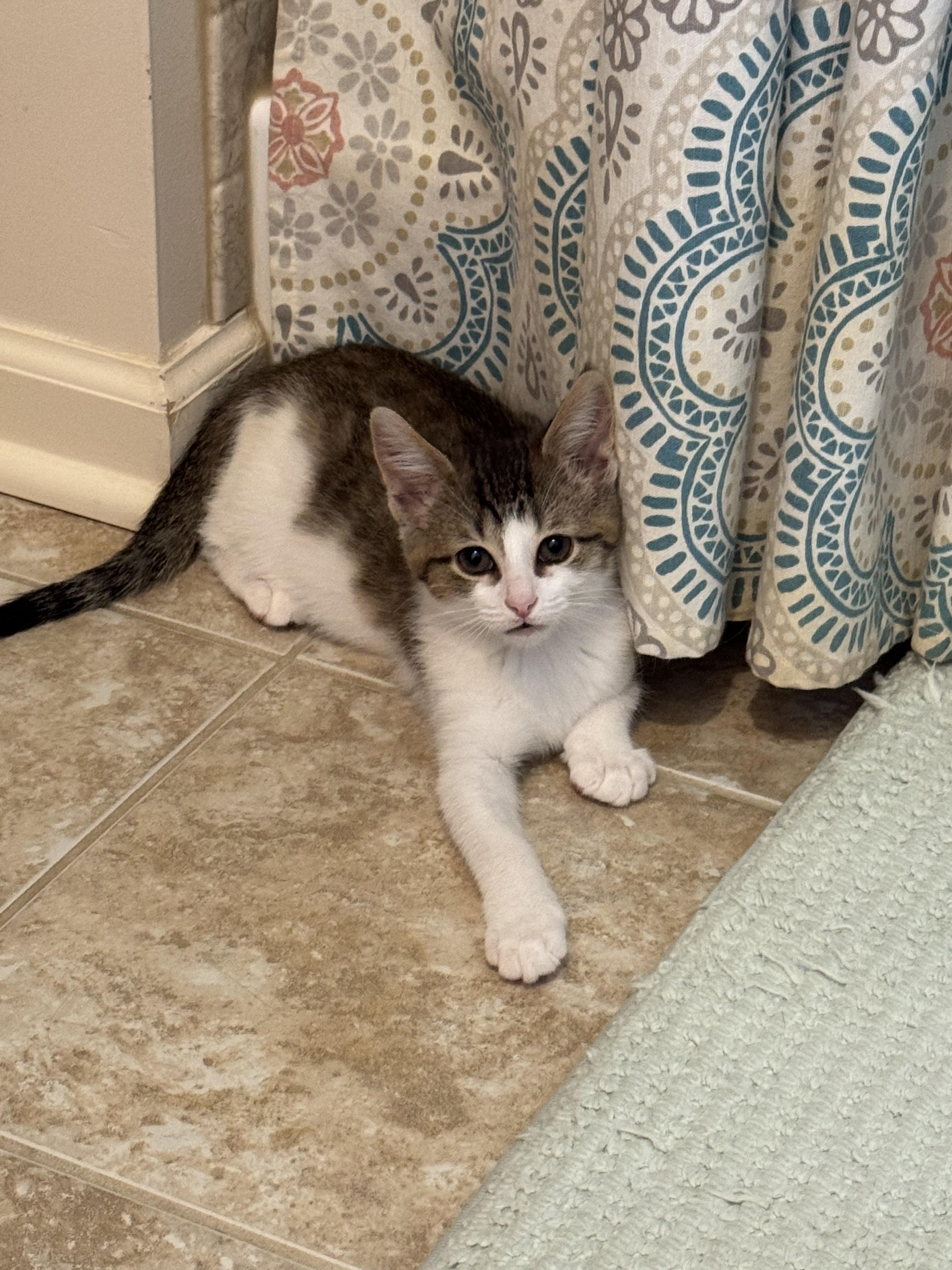 Chassis (siblings are Spark Plug & Lug Nut), a ADOPTABLE Domestic Short Hair in Brighton, MI image 3/3