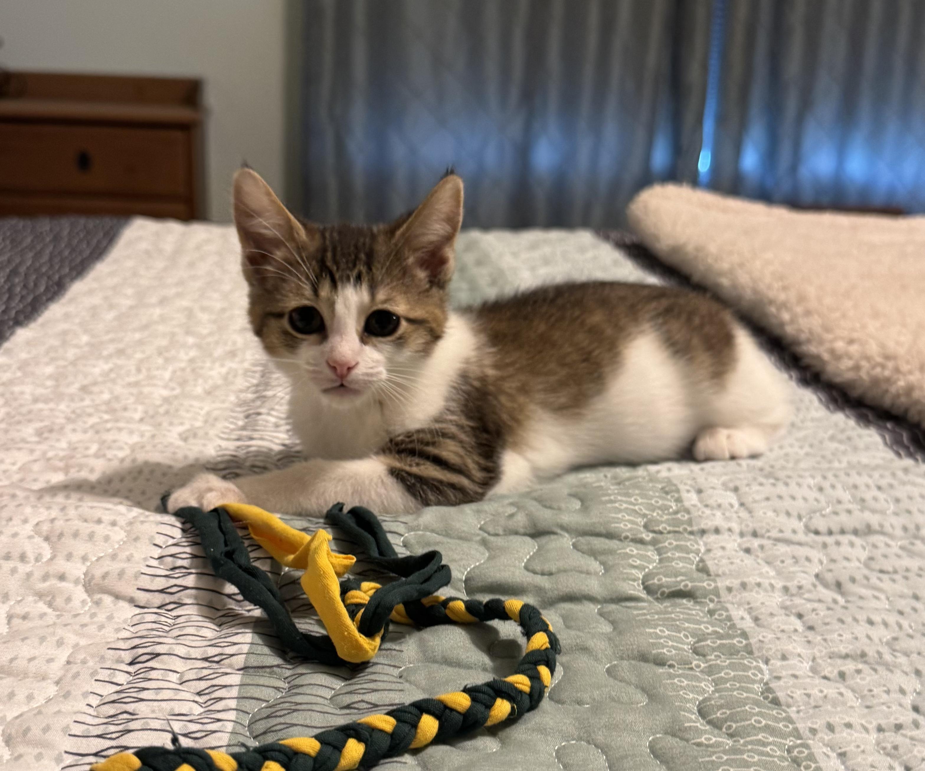 Chassis (siblings are Spark Plug & Lug Nut), ADOPTABLE, Kitten Female Domestic Short Hair.